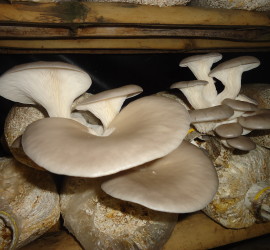 Edible-mushrooms-pleurotus-ostreatus